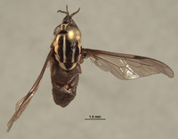 Picromyza burgeri image