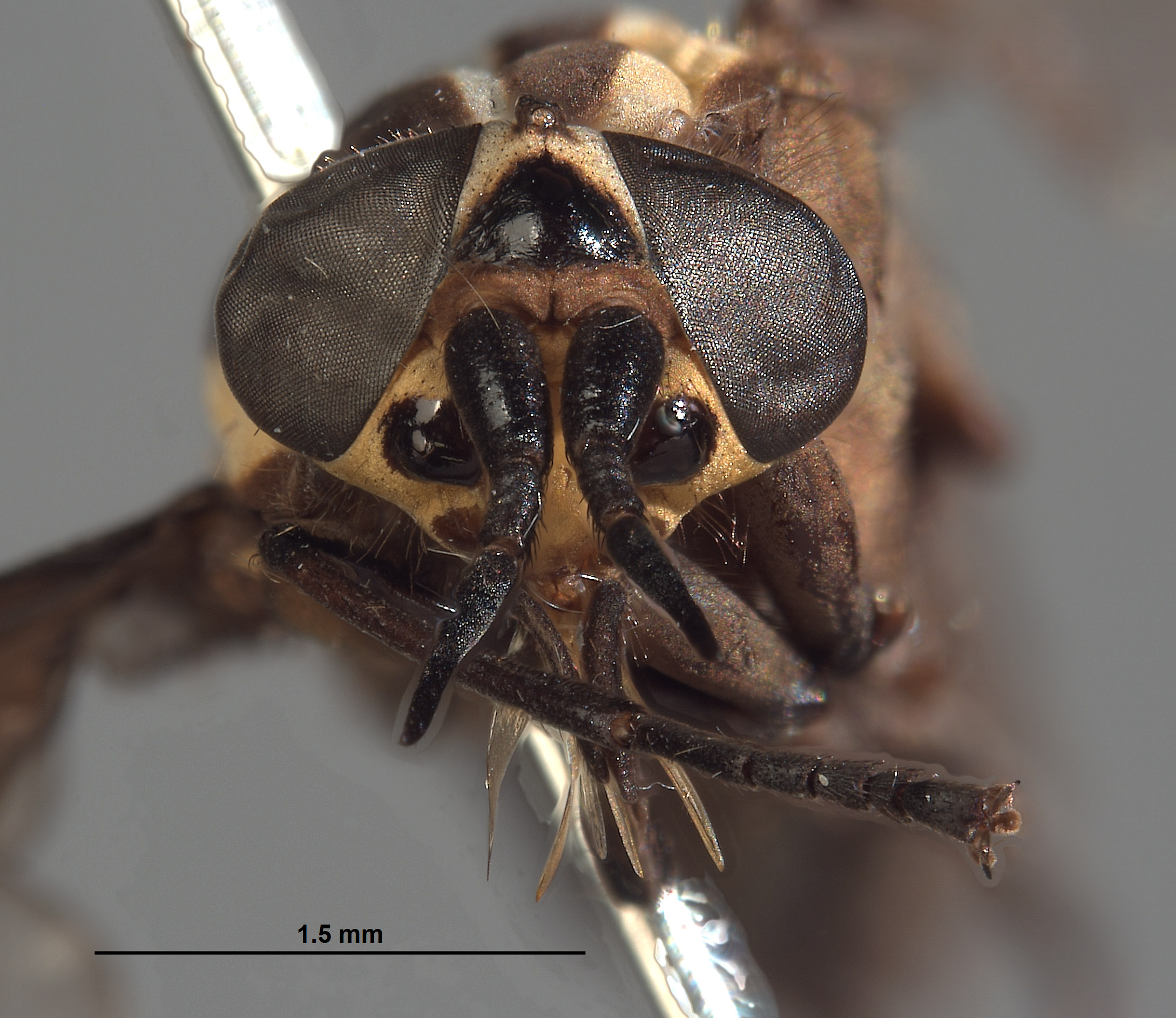 Picromyza burgeri image