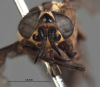 Picromyza burgeri image