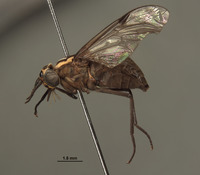 Picromyza burgeri image