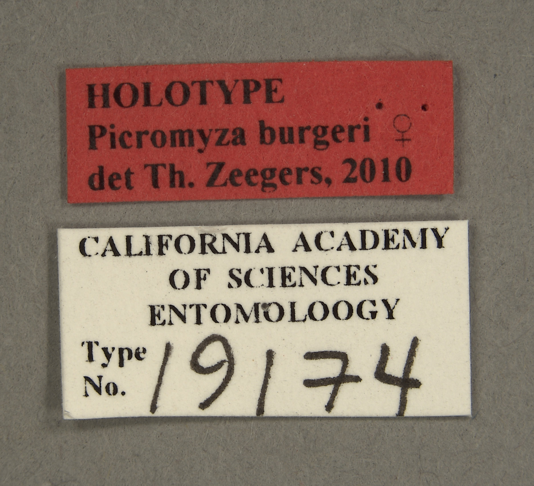 Picromyza burgeri image