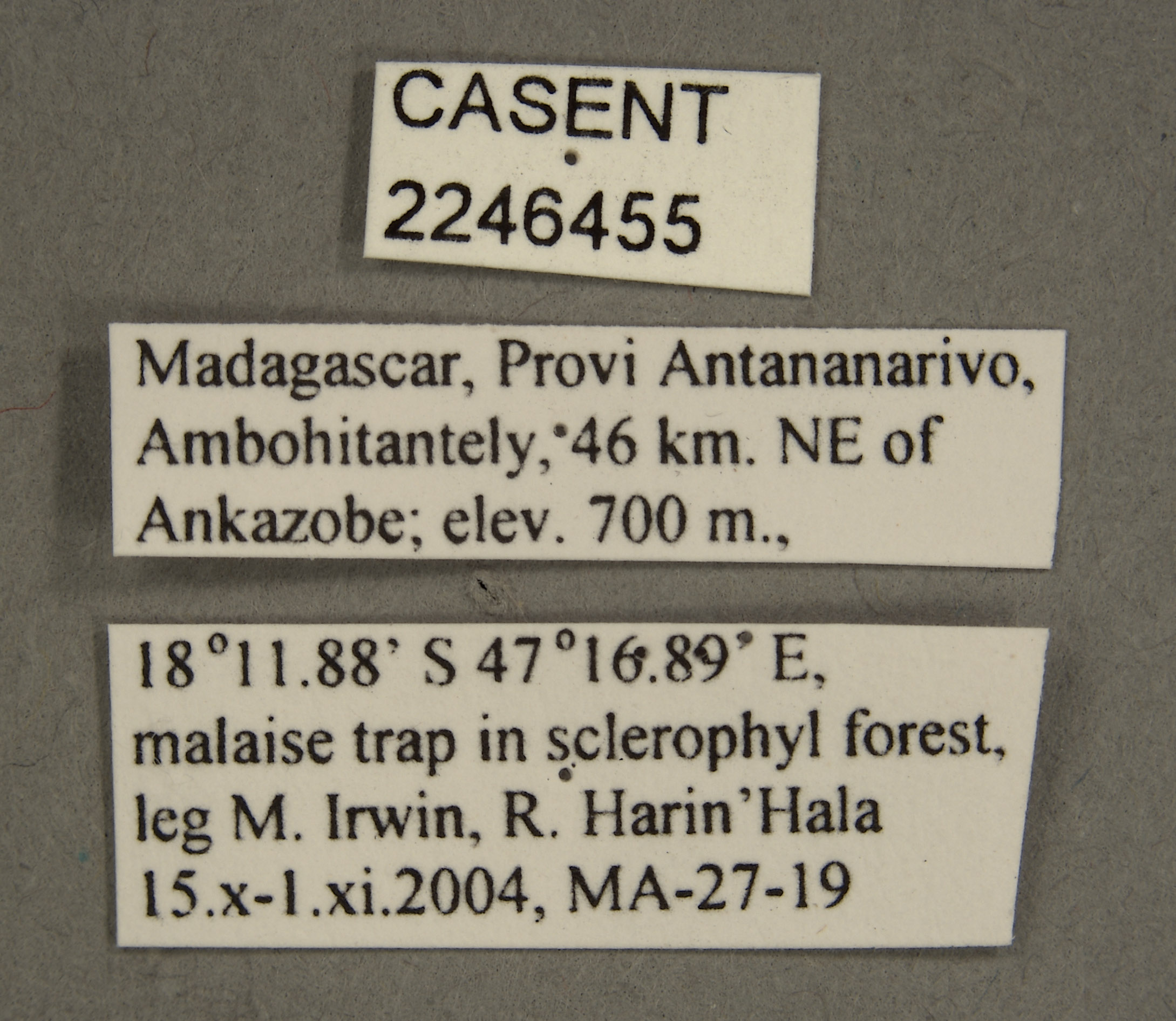 Picromyza burgeri image