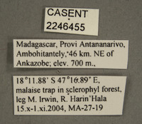 Picromyza burgeri image