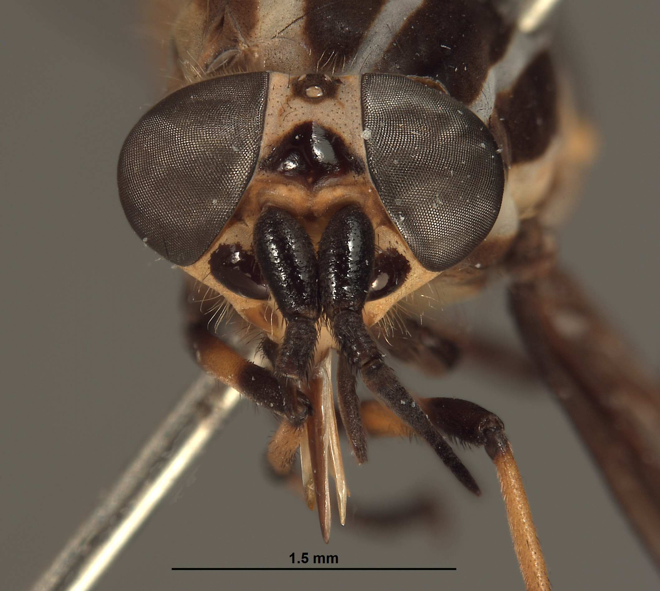 Picromyza hybrida image