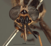 Picromyza hybrida image