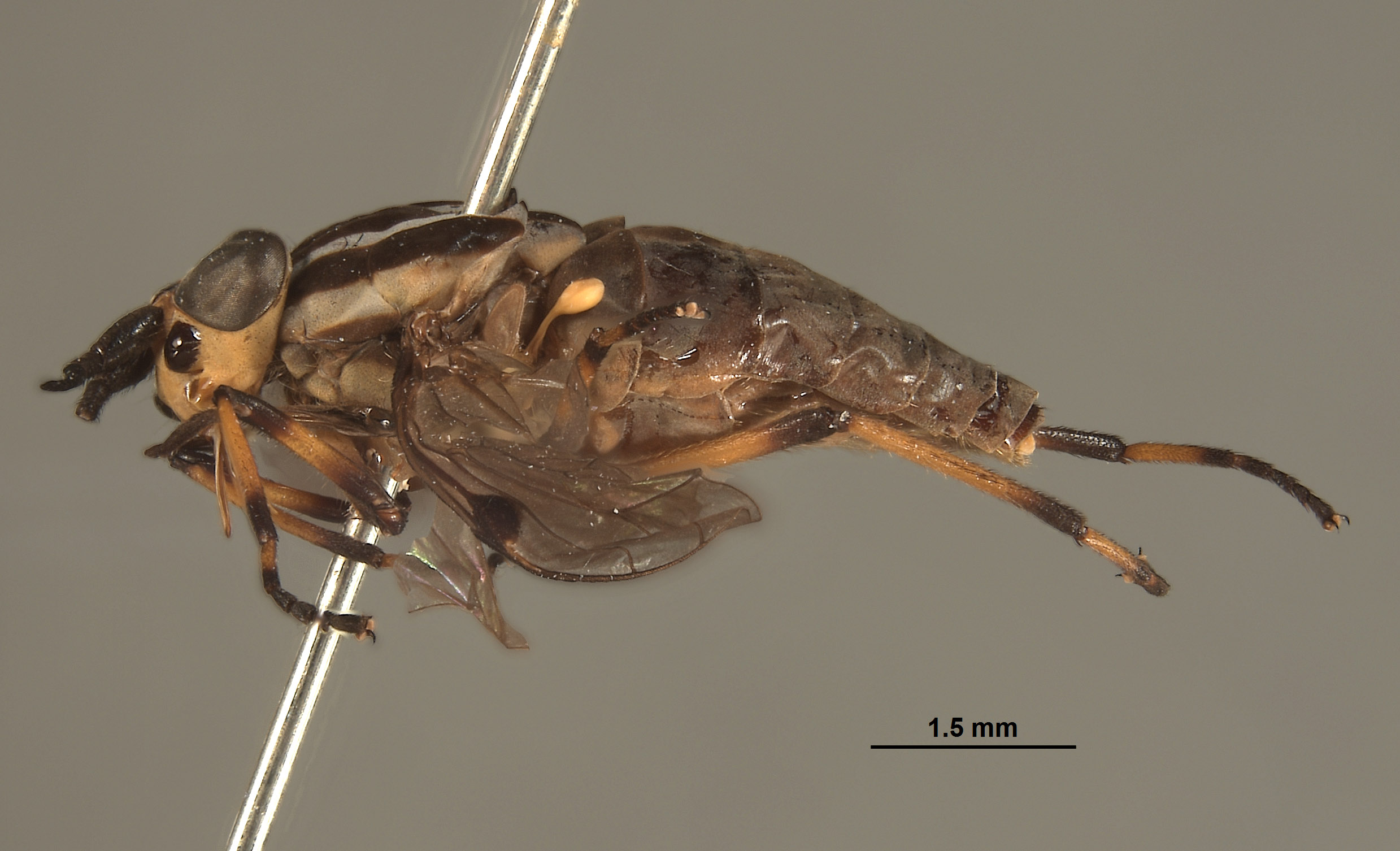 Picromyza hybrida image