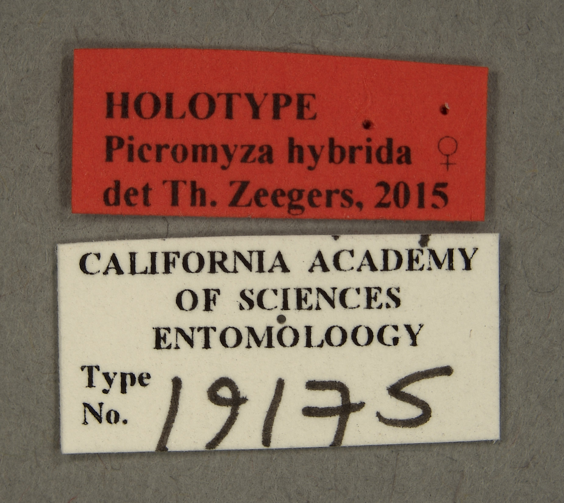 Picromyza hybrida image