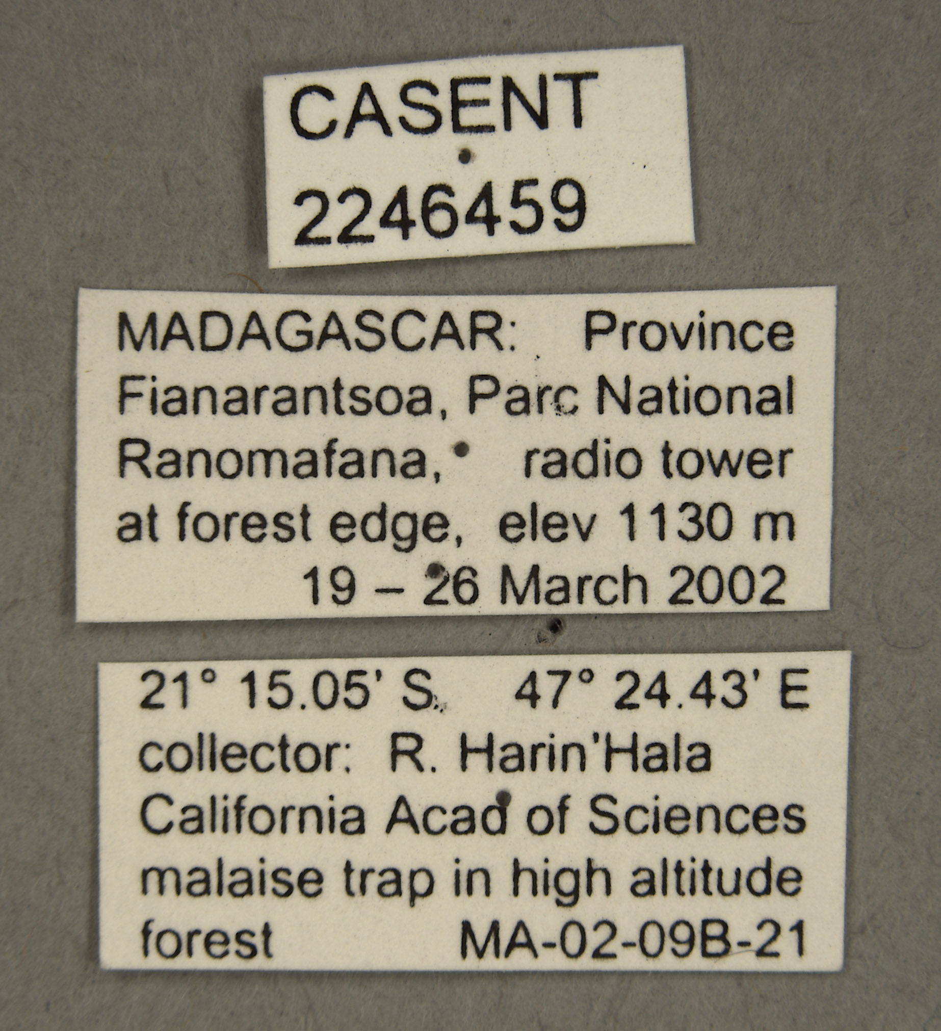 Picromyza hybrida image