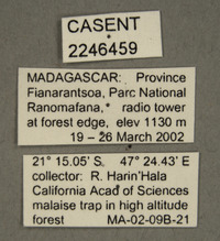 Picromyza hybrida image