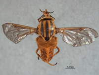 Picromyza lutea image
