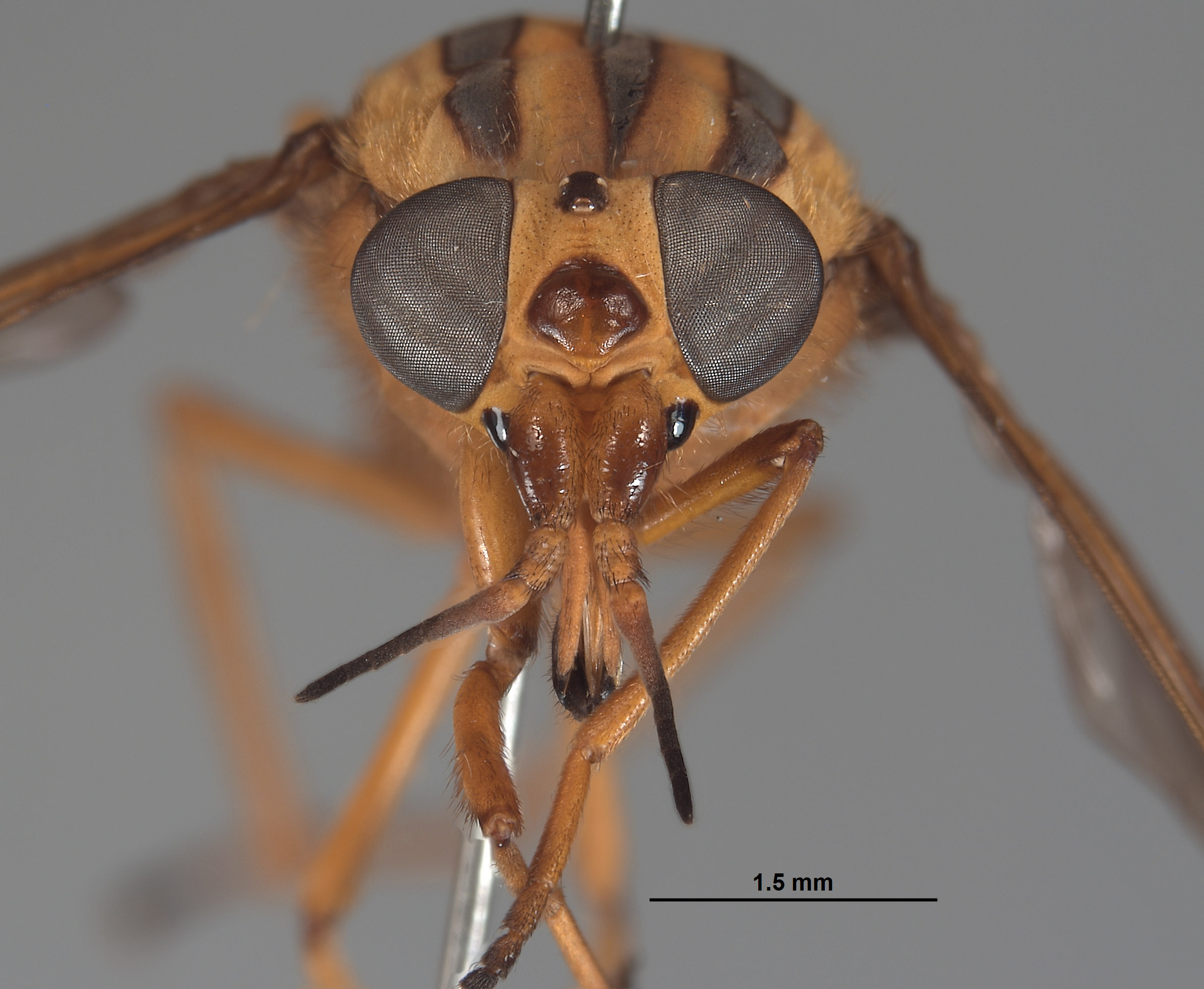Picromyza lutea image