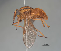 Picromyza lutea image