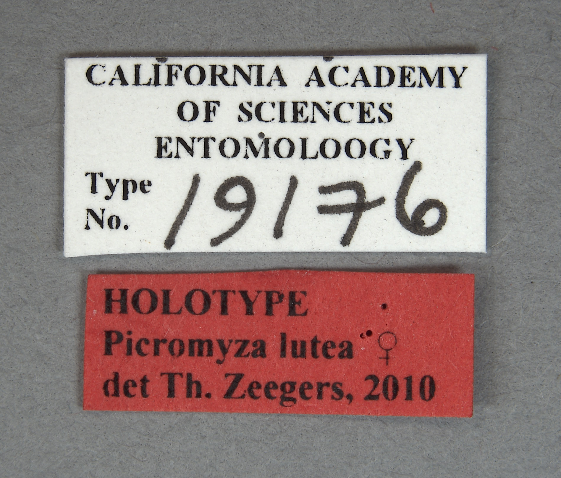 Picromyza lutea image