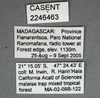 Picromyza lutea image