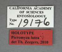 Picromyza lutea image
