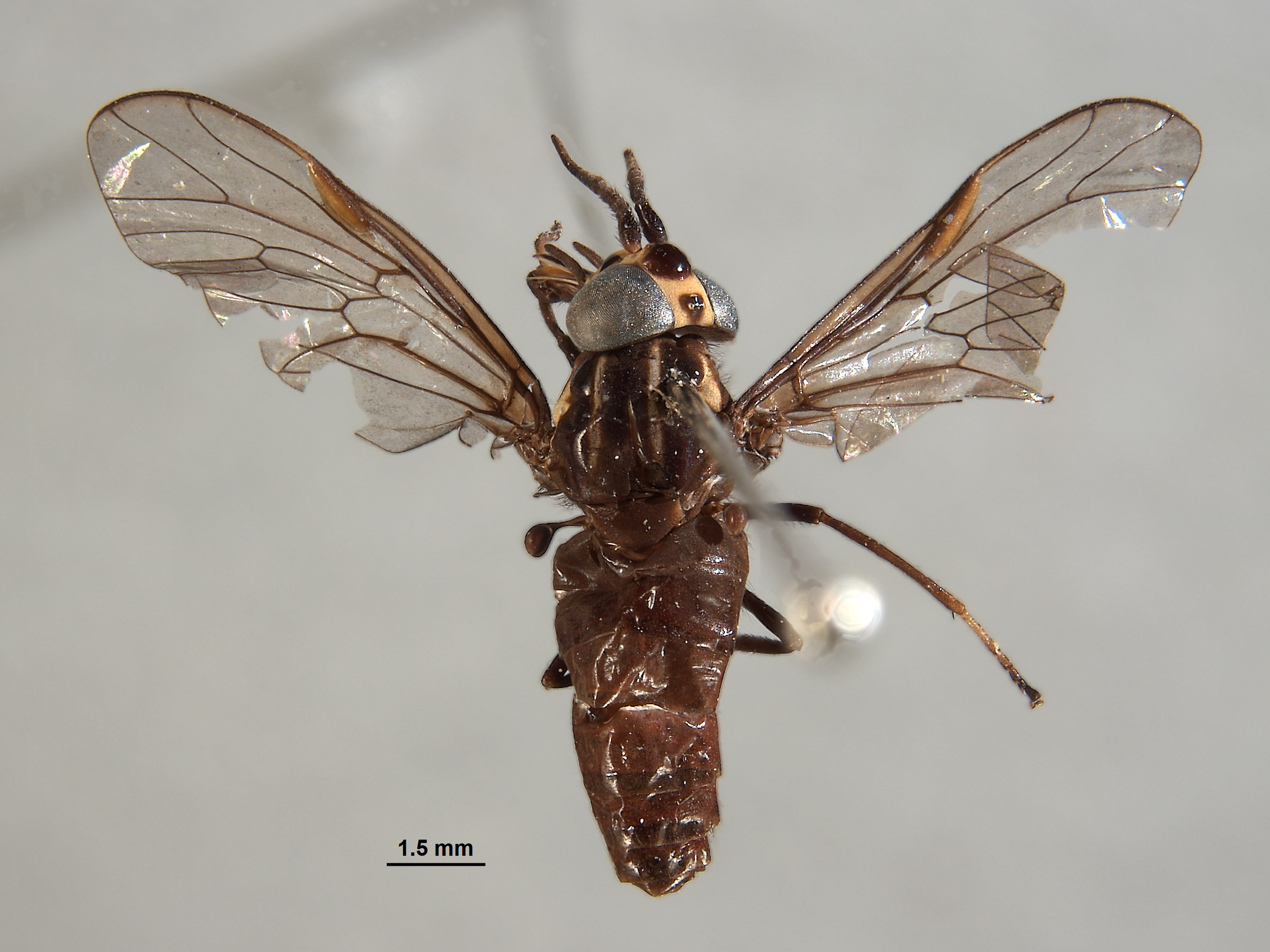 Picromyza nigerrima image