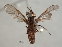 Picromyza nigerrima image