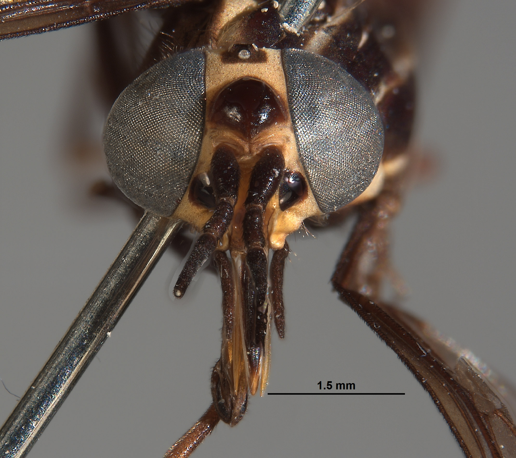 Picromyza nigerrima image