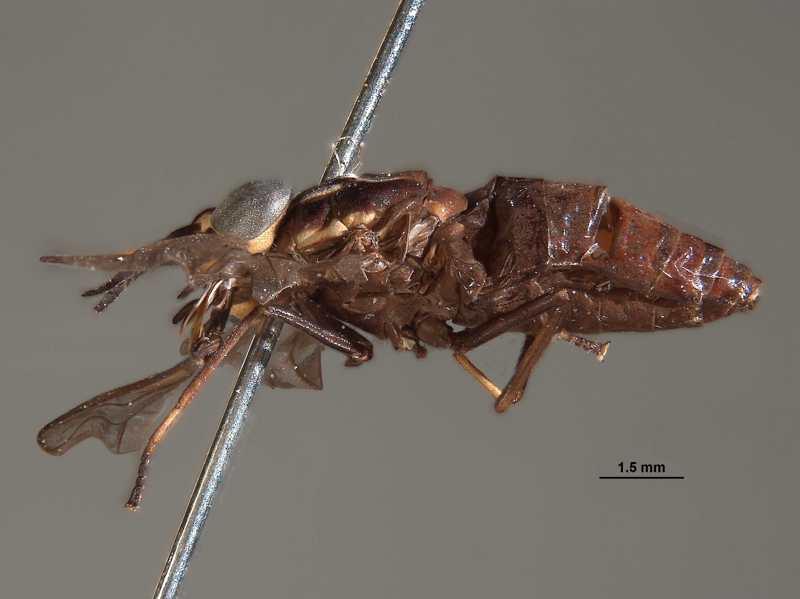 Picromyza nigerrima image