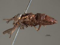 Picromyza nigerrima image