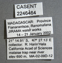 Picromyza nigerrima image