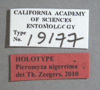 Picromyza nigerrima image