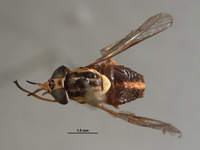 Picromyza vittata image