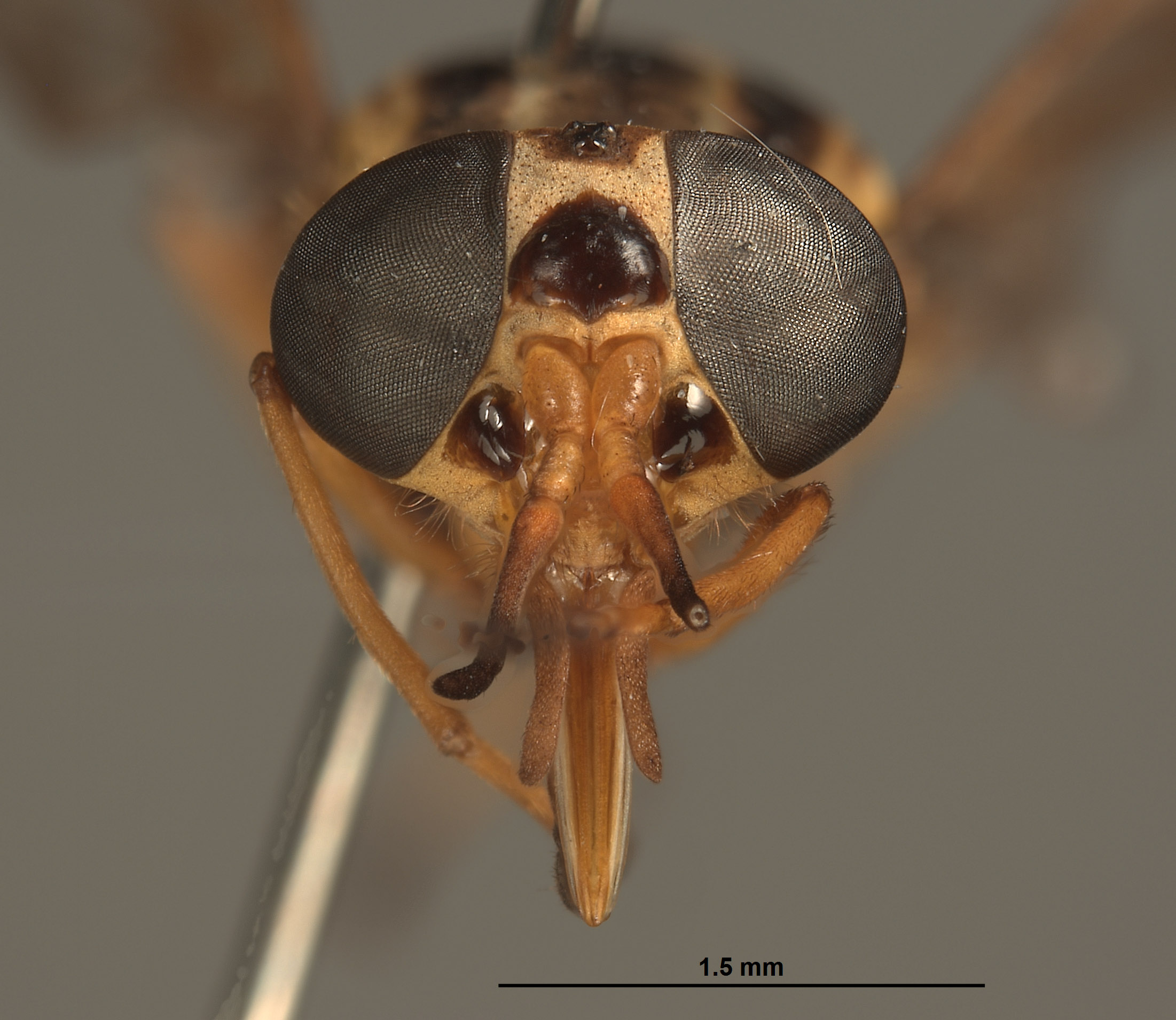 Picromyza vittata image