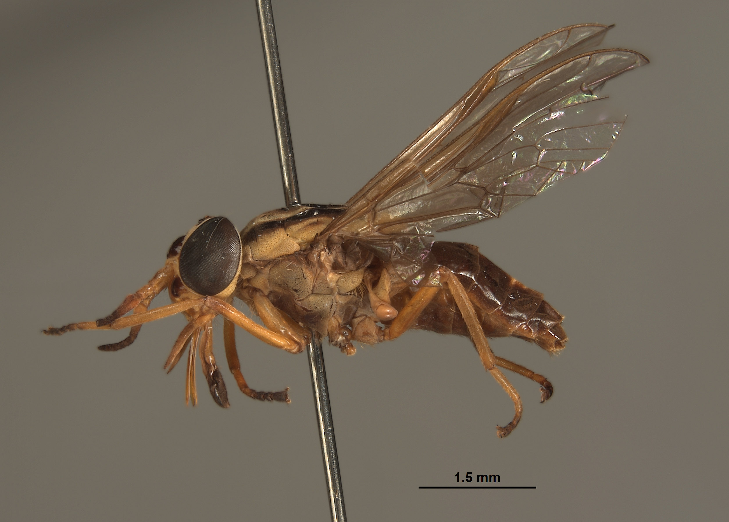 Picromyza vittata image