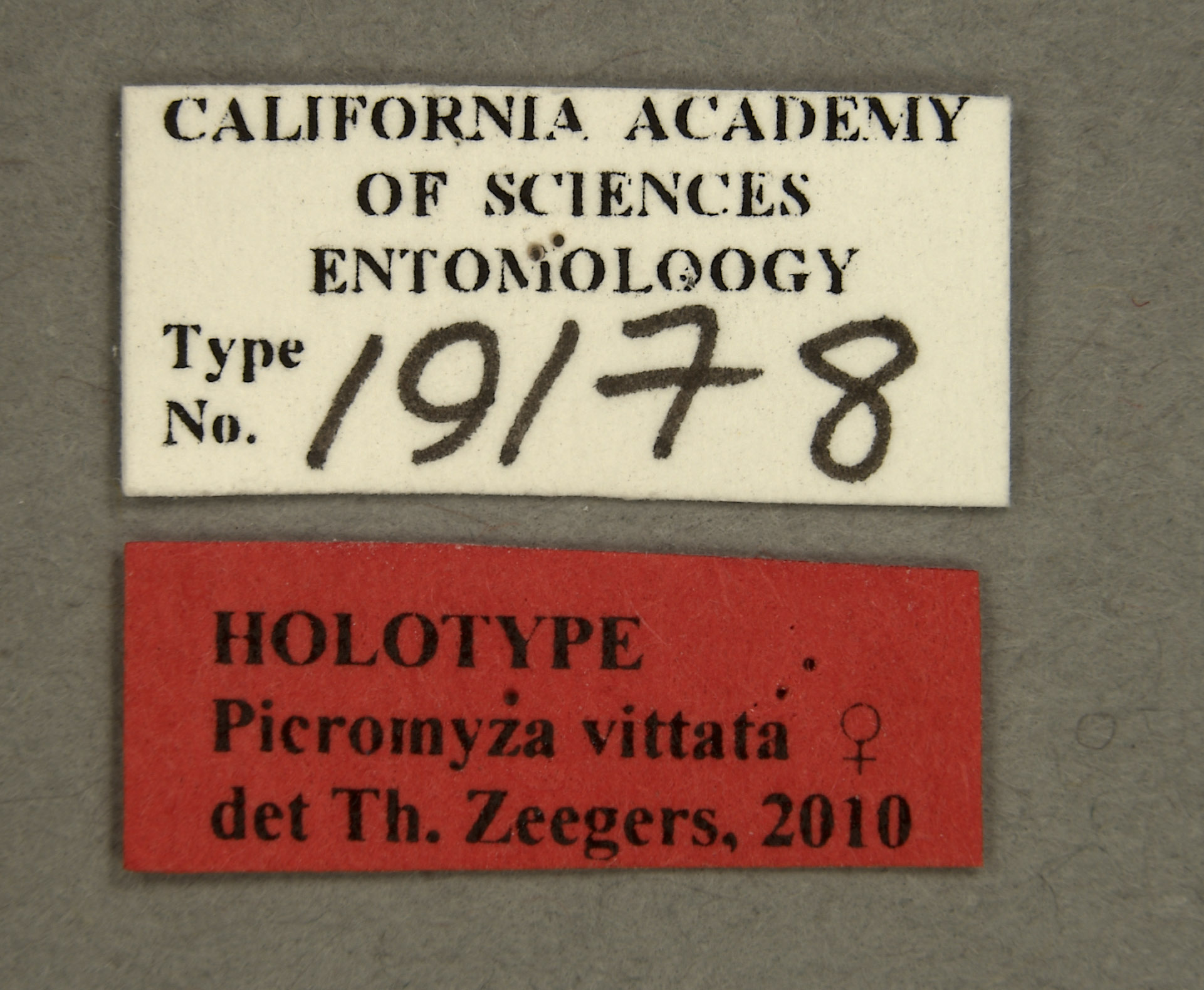 Picromyza vittata image