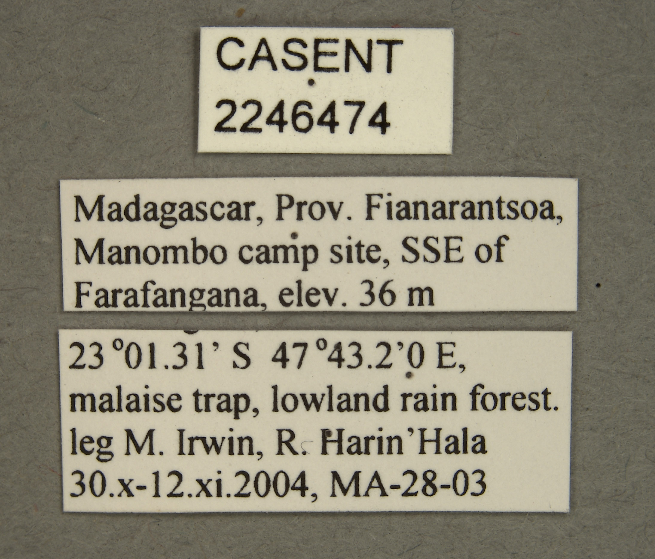 Picromyza vittata image