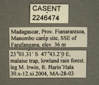 Picromyza vittata image