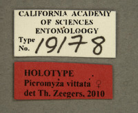 Picromyza vittata image