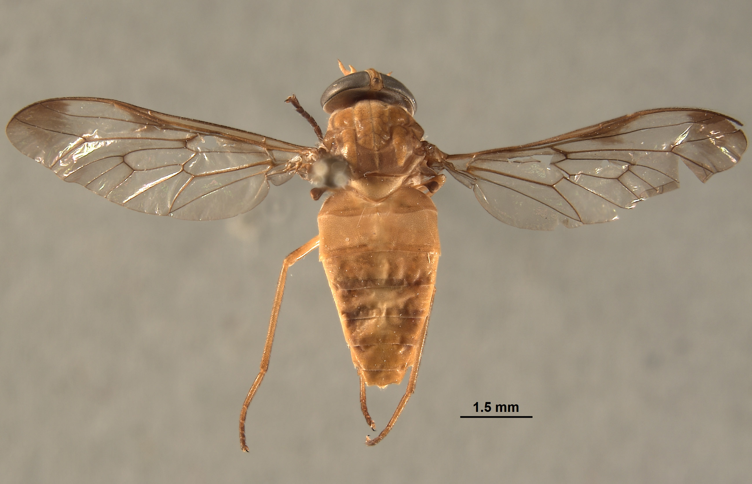 Tabanocella bimaculata image