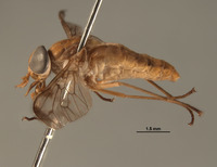 Tabanocella bimaculata image