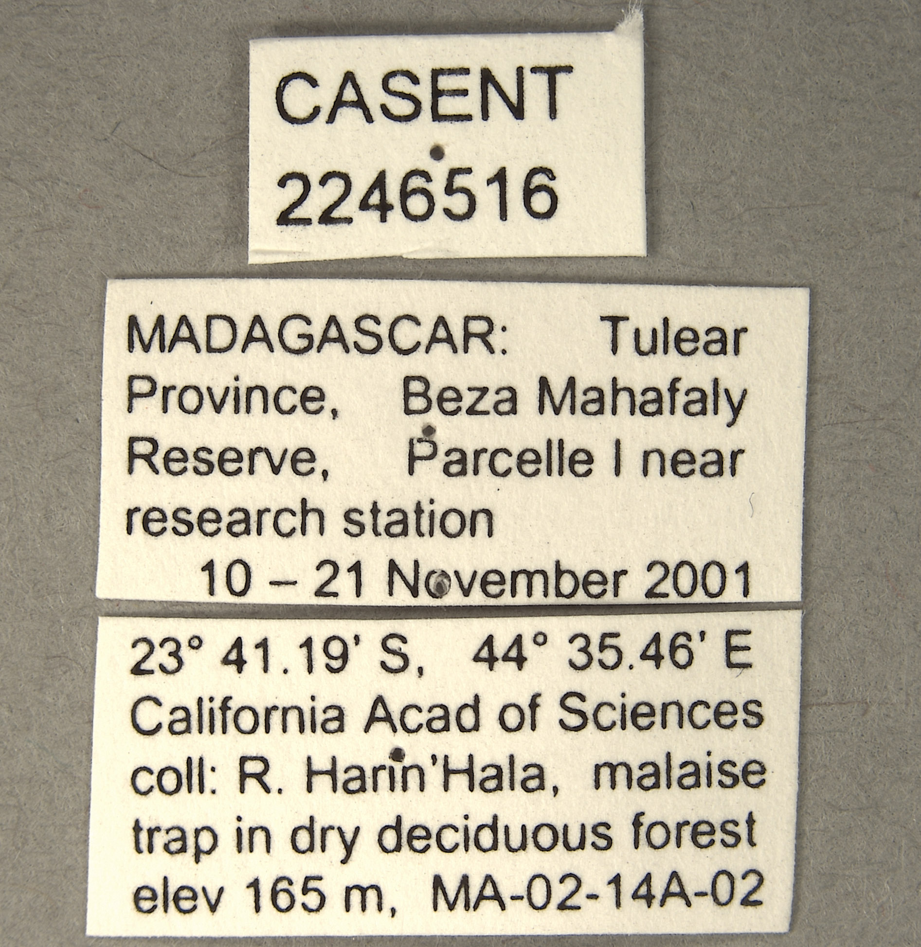 Tabanocella bimaculata image