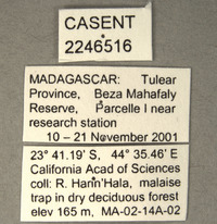 Tabanocella bimaculata image