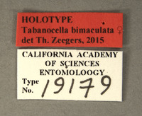 Tabanocella bimaculata image