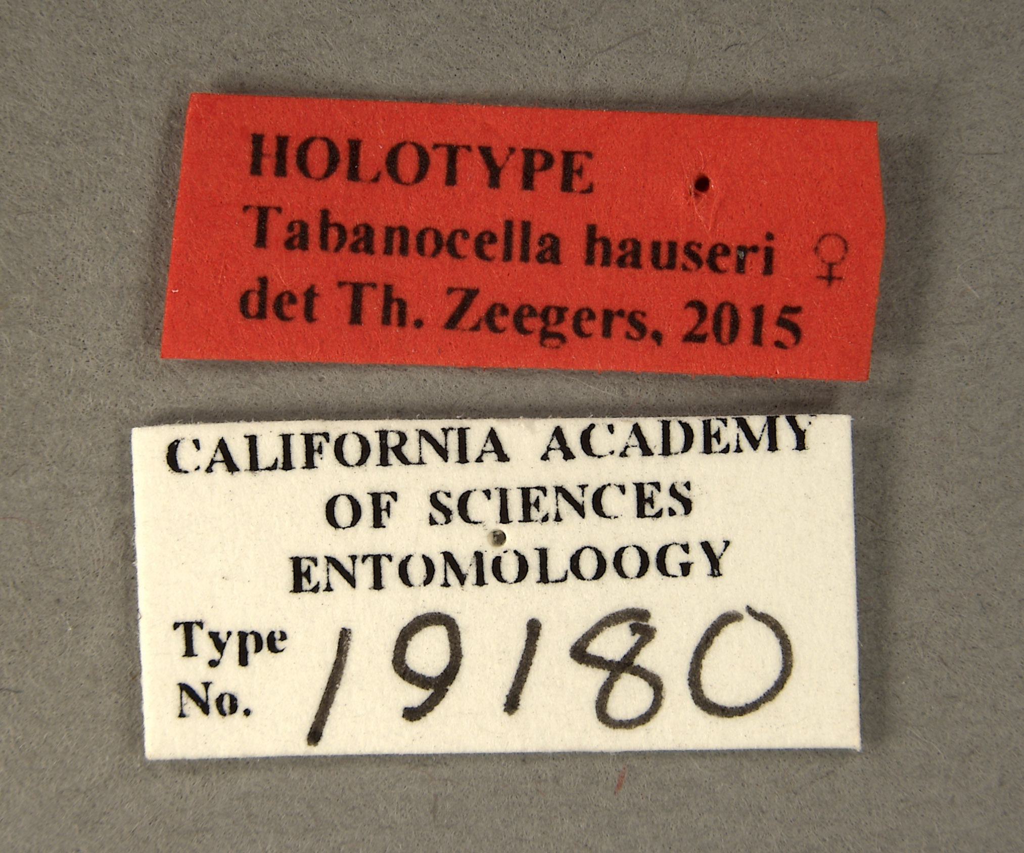 Tabanocella hauseri image