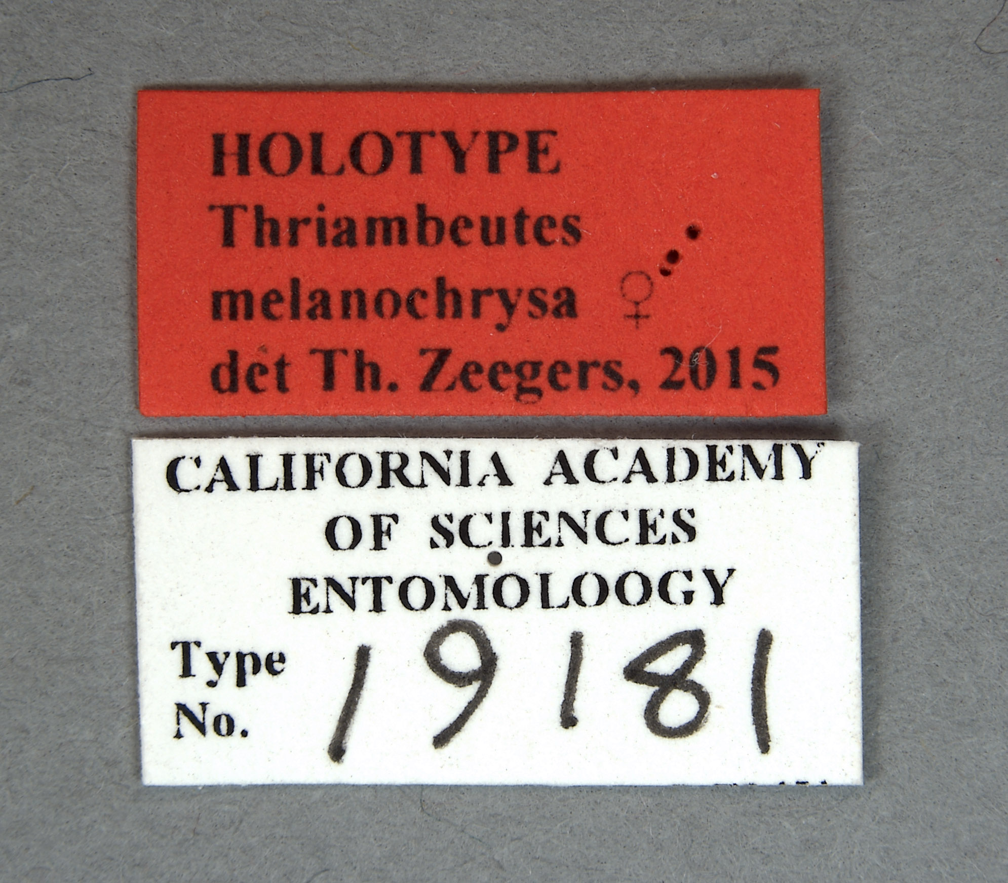 Thriambeutes melanochrysa image