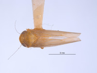 Chlorotettix essbejus image