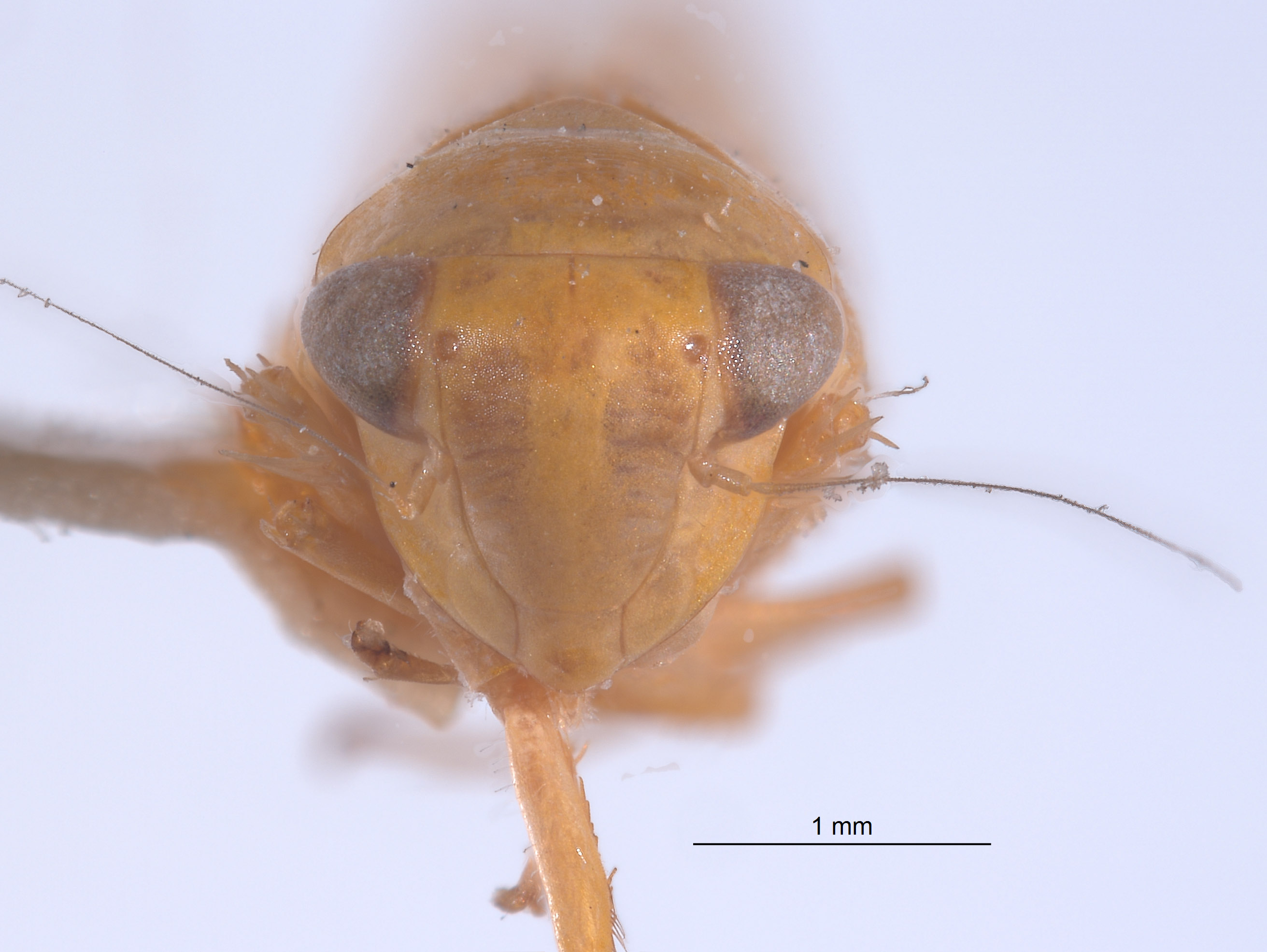 Chlorotettix essbejus image