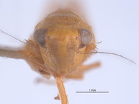 Chlorotettix essbejus image