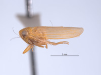 Chlorotettix essbejus image