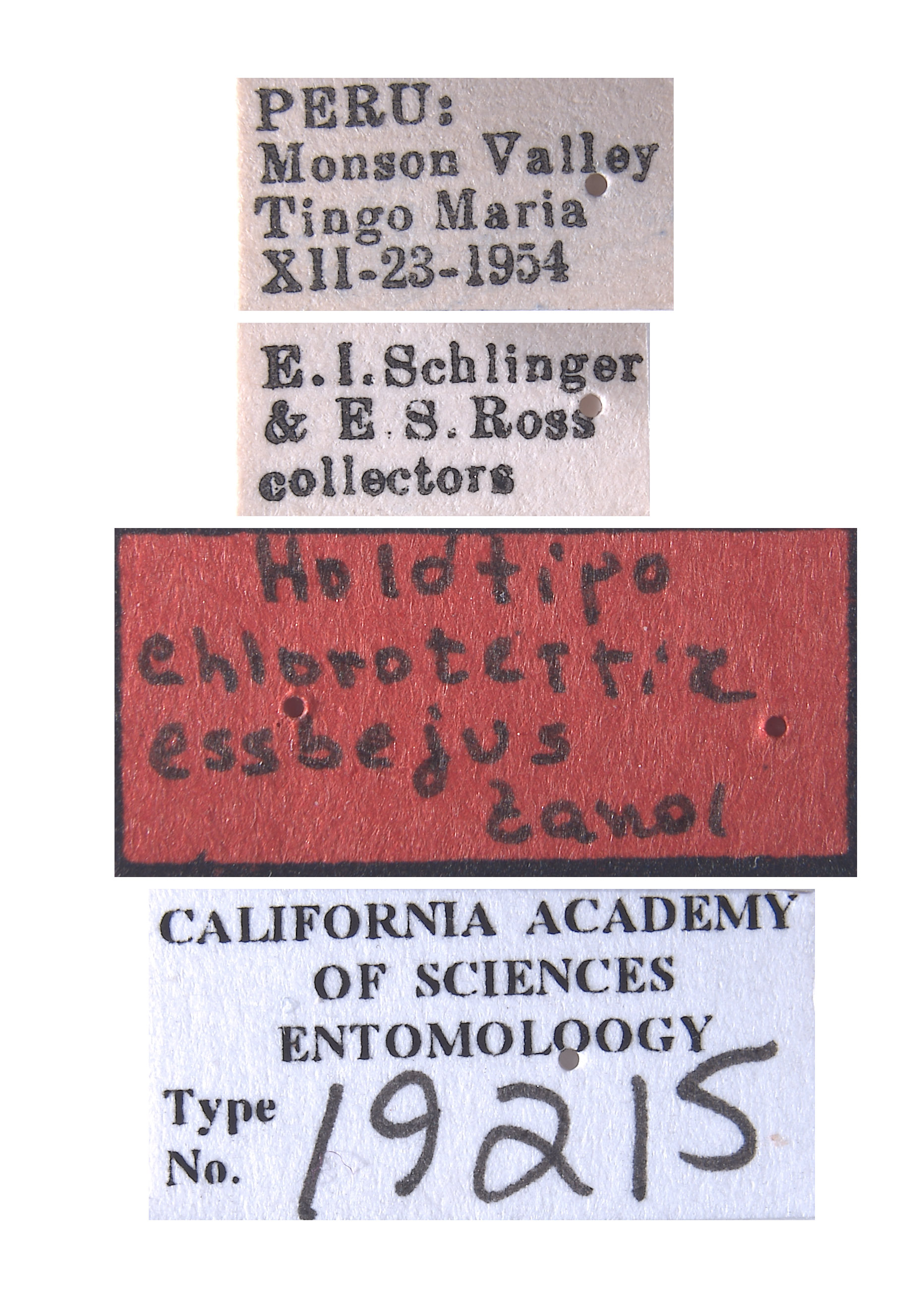Chlorotettix essbejus image