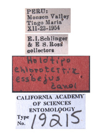 Chlorotettix essbejus image