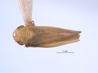 Gloridonus quintini image