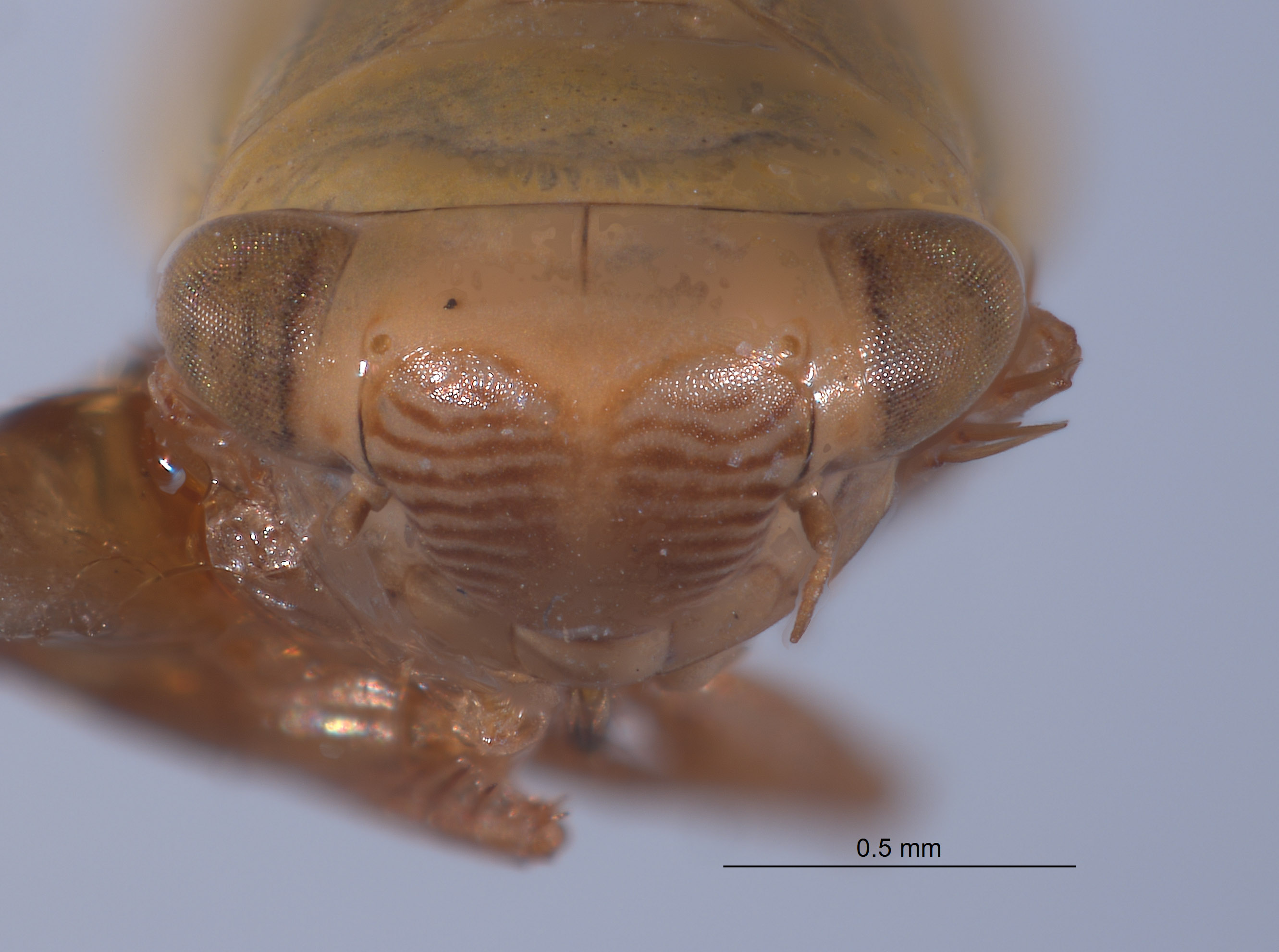 Gloridonus quintini image