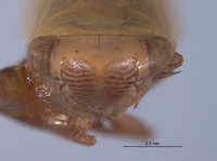 Gloridonus quintini image