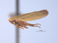 Gloridonus quintini image